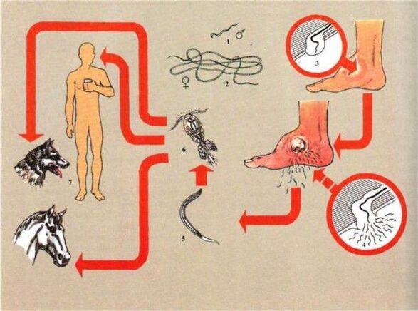 Vývoj drakunuliázy